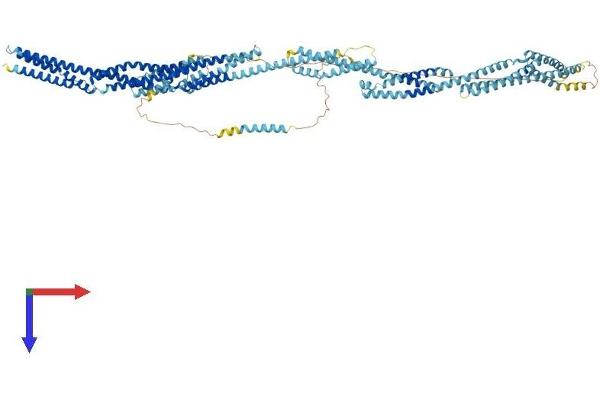 Nesprin3 Protein (AA 1-975) (His tag)