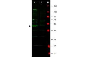 Western blot using FBXO5 polyclonal antibody  shows detection of a major band corresponding to FBXO5 protein in a human HeLa whole cell lysate (Lane 1 arrowhead). (FBXO5 Antikörper  (N-Term))