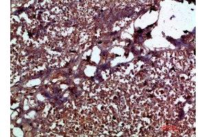 Immunohistochemical analysis of paraffin-embedded human-pancreas, antibody was diluted at 1:200 (IL17C Antikörper  (AA 81-130))