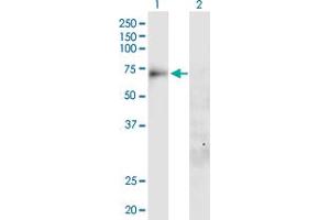 Western Blot analysis of SLC20A1 expression in transfected 293T cell line by SLC20A1 MaxPab polyclonal antibody. (SLC20A1 Antikörper  (AA 1-679))