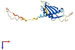 DDIT4L Protein (AA 1-193) (His tag)