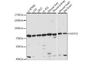 Western blot analysis of extracts of various cell lines, using SGPL1 antibody (ABIN7270533) at 1:1000 dilution.