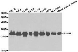 Western Blotting (WB) image for anti-Proteasome Subunit alpha 6 (PSMA6) antibody (ABIN1874369)