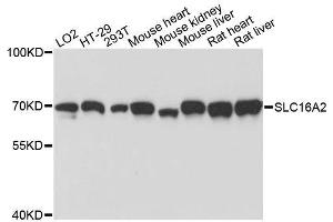 Western blot analysis of extracts of various cell lines, using SLC16A2 antibody. (SLC16A2/MCT8 Antikörper  (AA 1-100))