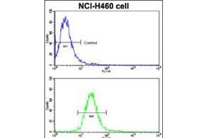Flow cytometric analysis of NCI-H460 cells using EphB2 Antibody (bottom histogram) compared to a negative control cell (top histogram). (EPH Receptor B2 Antikörper)