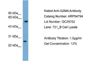 WB Suggested Anti-GZMA  Antibody Titration: 0. (GZMA Antikörper  (C-Term))