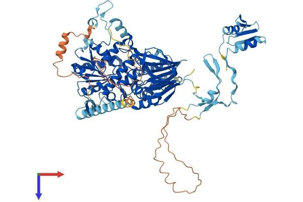 CPSF2 Protein (AA 1-782) (His tag)
