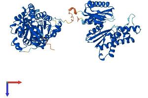GNE Protein (AA 1-722) (His tag)