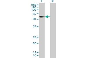 Western Blot analysis of HRG expression in transfected 293T cell line by HRG MaxPab polyclonal antibody. (HRG Antikörper  (AA 1-525))