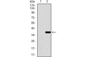 Western Blotting (WB) image for anti-Paired Box 3 (PAX3) (AA 142-203) antibody (ABIN1846350) (Paired Box 3 Antikörper  (AA 142-203))