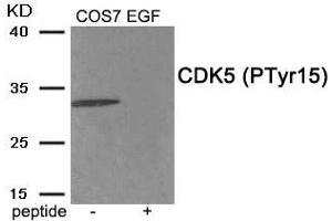 Western blot analysis of extracts from COS7 cells treated with EGF using Phospho-CDK5 (Tyr15) antibody. (CDK5 Antikörper  (pTyr15))