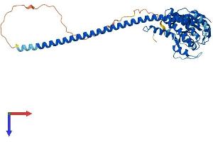 STAMBP Protein (AA 1-424) (His tag)
