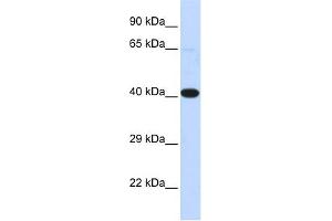 WB Suggested Anti-HSF2BP Antibody Titration:  0. (HSF2BP Antikörper  (N-Term))