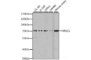 Western blot analysis of extracts of various cell lines using NR2C1 Polyclonal Antibody at dilution of 1:1000. (NR2C1 Antikörper)