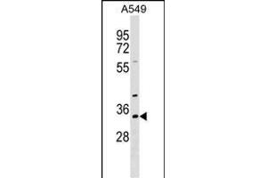 RBM11 Antibody (N-term) (ABIN1539249 and ABIN2849185) western blot analysis in A549 cell line lysates (35 μg/lane). (RBM11 Antikörper  (N-Term))