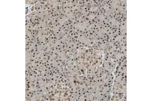 Immunohistochemical staining of human pancreas with RBM25 polyclonal antibody  shows strong nuclear and moderate cytoplasmic positivity in exocrine glandular cells and Islet cells at 1:500-1:1000 dilution. (RBM25 Antikörper)