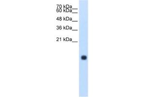 Western Blotting (WB) image for anti-Cystatin S (CST4) antibody (ABIN2462511) (CST4 Antikörper)