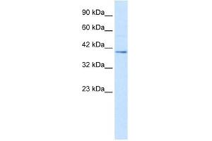 Nucleobindin 2 antibody used at 2.