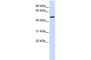 CYB561 antibody used at 1 ug/ml to detect target protein. (CYB561 Antikörper  (Middle Region))