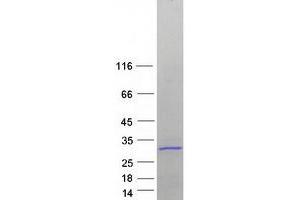 Western Blotting (WB) image for Ribosomal Protein S7 (RPS7) protein (Myc-DYKDDDDK Tag) (ABIN2731186)