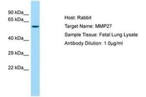Image no. 1 for anti-Matrix Metallopeptidase 27 (MMP27) (AA 191-240) antibody (ABIN6750214) (MMP27 Antikörper  (AA 191-240))