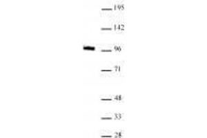 GLIS1 antibody (mAb) tested by Western Blot.