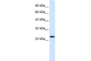 WB Suggested Anti-VPS24 Antibody Titration:  0. (CHMP3 Antikörper  (N-Term))