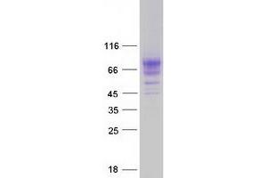 Western Blotting (WB) image for Kringle Containing Transmembrane Protein 1 (KREMEN1) (Transcript Variant 4) protein (Myc-DYKDDDDK Tag) (ABIN2724425)
