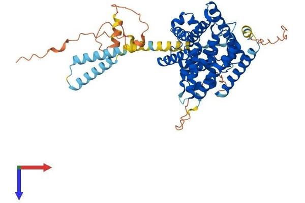 PDE1B Protein (AA 1-535) (His tag)
