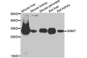 Western blot analysis of extracts of various cell lines, using GNMT antibody. (GNMT Antikörper  (AA 1-295))