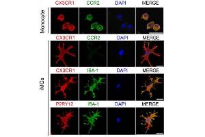 iMGs expressed CX3CR1 (green) and the specic microglial markers P2RY12 (red) and IBA-1 (green), but not CCR2 (green), a marker of monocytes. (P2RY12 Antikörper  (AA 141-240))
