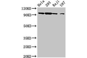 MASTL Antikörper  (AA 612-740)