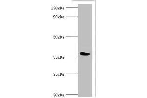 Western blot All lanes: SLAM family member 5 antibody at 6 μg/mL + Mouse liver tissue Secondary Goat polyclonal to rabbit IgG at 1/10000 dilution Predicted band size: 39, 37, 32, 31, 27, 25 kDa Observed band size: 39 kDa (CD84 Antikörper  (AA 22-225))