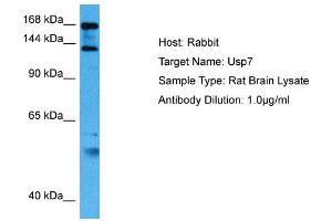 Host: Rat Target Name: USP7 Sample Tissue: Rat Brain Antibody Dilution: 1ug/ml