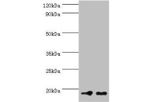 Western blot All lanes: NCBP2 antibody at 5 μg/mL Lane 1: Hela whole cell lysate Lane 2: NIH/3T3 whole cell lysate Secondary Goat polyclonal to rabbit at 1/10000 dilution Predicted band size: 19, 16, 12 kDa Observed band size: 19 kDa (NCBP2 Antikörper  (AA 1-156))