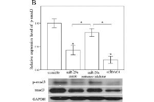 Western Blotting (WB) image for anti-Glyceraldehyde-3-Phosphate Dehydrogenase (GAPDH) antibody (ABIN2857072)