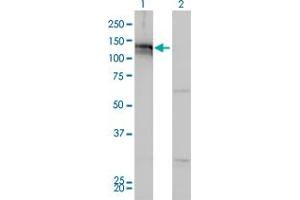 Western Blot analysis of AXL expression in transfected 293T cell line by AXL monoclonal antibody (M01), clone 6C8. (AXL Antikörper  (AA 30-140))