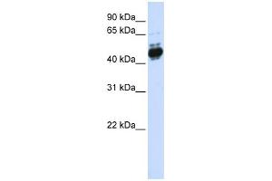 WB Suggested Anti-TFAP2B Antibody Titration: 0. (TFAP2B Antikörper  (N-Term))