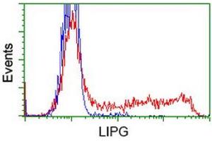 Image no. 8 for anti-Lipase, Endothelial (LIPG) antibody (ABIN1499161) (LIPG Antikörper)