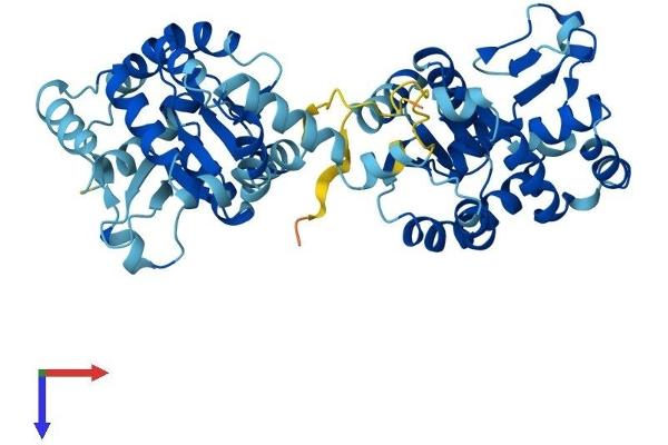 AK8 Protein (AA 1-479) (His tag)