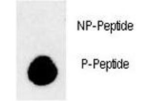 Dot blot analysis of phospho-LC3B antibody. (LC3B Antikörper  (pThr93, pTyr99))