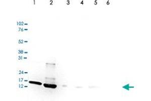 Western Blot (Cell lysate) analysis of (1) 25 ug whole cell extracts of HeLa cells, (2) 15 ug histone extracts of HeLa cells, (3) 1 ug of recombinant histone H2A, (4) 1 ug of recombinant histone H2B, (5) 1 ug of recombinant histone H3, and (6) 1 ug of recombinant histone H4.