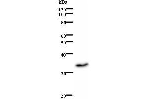 Western Blotting (WB) image for anti-Inhibitor of DNA Binding 1, Dominant Negative Helix-Loop-Helix Protein (ID1) antibody (ABIN931172) (ID1 Antikörper)