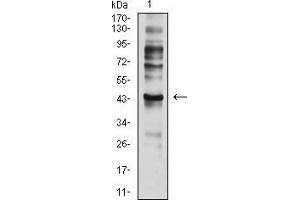 Western blot analysis using CD197 mouse mAb against C6 (1) cell lysate.