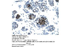 Human Pancreas (LIG4 Antikörper  (N-Term))