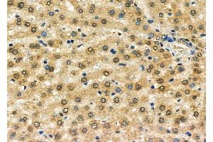 ABIN7093889 and ABIN7097932 at 1/100 staining Mouse pancreatic tissue by IHC-P. (GSTO2 Antikörper  (N-Term))