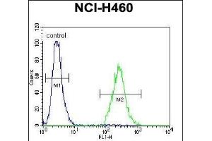 CCDC54 Antibody (Center) (ABIN655421 and ABIN2844960) flow cytometric analysis of NCI- cells (right histogram) compared to a negative control cell (left histogram). (CCDC54 Antikörper  (AA 91-119))