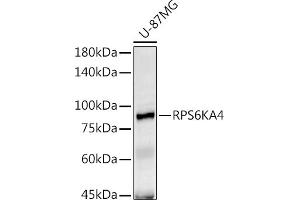 Western blot analysis of extracts of U-87MG cells, using RPS6K antibody (ABIN6129296, ABIN6147232, ABIN6147233 and ABIN6214270) at 1:1000 dilution. (MSK2 Antikörper  (AA 1-220))