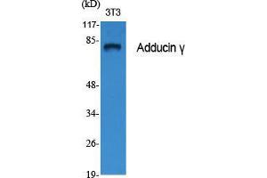 Western Blot (WB) analysis of specific cells using Adducin gamma Polyclonal Antibody. (ADD3 Antikörper  (Internal Region))