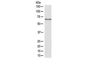 Western blot testing of human Jurkat lysate with CDC45 antibody at 0. (CDC45 Antikörper)